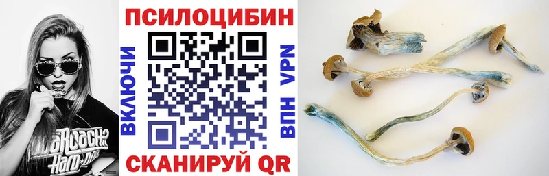 Галлюциногенные грибы Cubensis  купить закладку  Шлиссельбург 